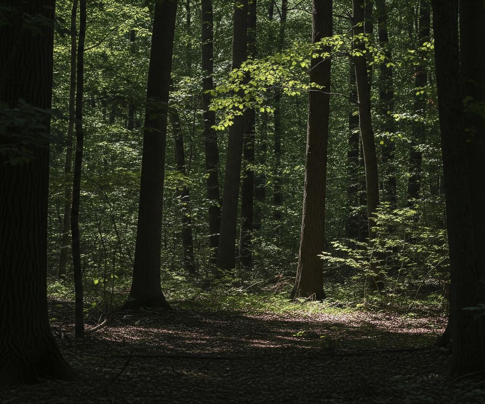 Ciemny las, gdzie dominują wysokie, smukłe pnie drzew w różnych odcieniach brązu i szarości, rozmieszczone nieregularnie na całej szerokości kadru. Między pniami widoczne są gęste korony drzew i krzewy z liśćmi w żywych odcieniach zieleni, intensywnie rozświetlone przez promienie słońca, które miejscami tworzą jasne plamy. Dno lasu pokryte jest ciemnymi liśćmi i ziemią, z kilkoma rozproszonymi, małymi plamami światła, które podkreślają teksturę podłoża.