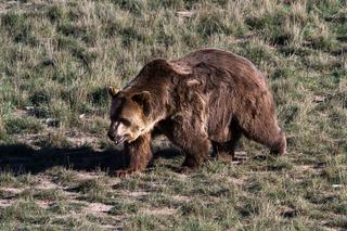 Coraz więcej niedźwiedzi na Podkarpaciu! Leśnicy przestrzegają turystów!