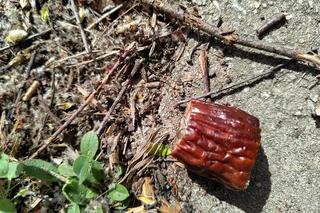 Kiełbasa z pinezkami na kieleckich Ślichowicach!