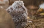 We Wrocławskim zoo wykluły się śnieżnobiałe puchacze. Są rozkoszne!