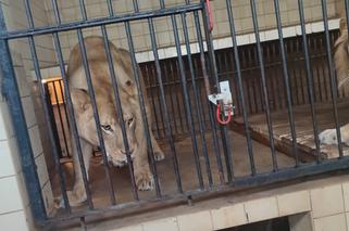 Pod wpływem narkotyków chciał odwiedzić lwa w klatce. O krok od tragedii!