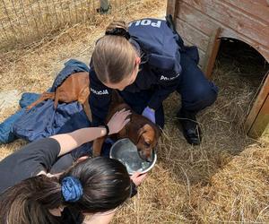 Policjanci z Goleniowa uratowali porzuconego psa