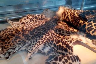 Zakazane pamiątki z wakacji, czyli co wrocławianie przywożą z zagranicy