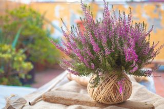 Japońska sztuka sadzenia kwiatów. Wrzosy będą wyglądały stylowo. Oto jak zrobić jesienną kokedamę