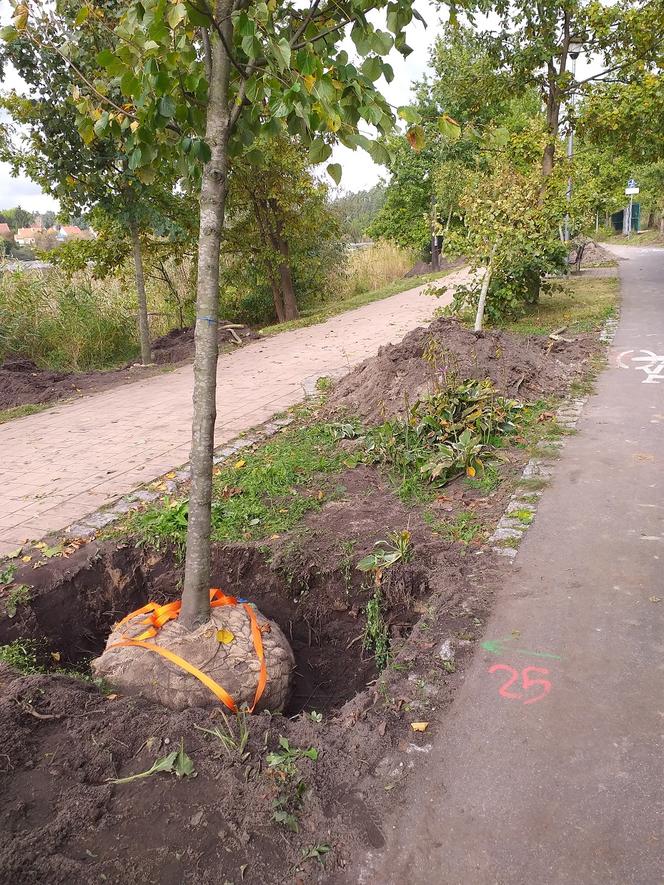 Nowe drzewa nad jeziorem Długim. Dlaczego stare zostały usunięte? [FOTO]