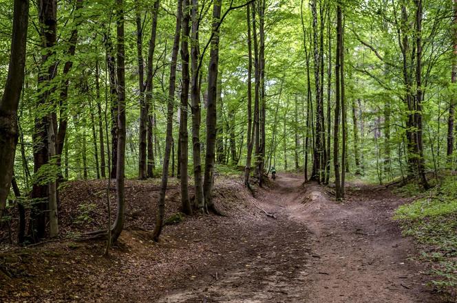 Rezerwat przyrody Segiet na pograniczu Bytomia i Tarnowskich Gór