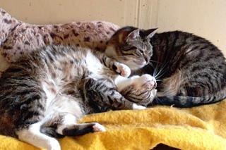 Rachunki zaczynają dobijać Polaków, pomimo działającej tarczy! Fundacja prosi o pomoc