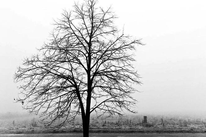 Wilanów we mgle