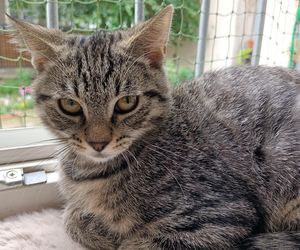 Tramwajowe koty szukają domu. Fabryka Mruczenia, mały Duńczyk i spółka polecają się do adopcji.