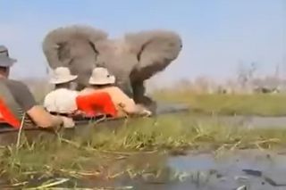 Horror na wakacjach. Zaatakowały ich słonie, wpadli do rzeki pełnej krokodyli