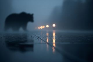 Krwawy bilans niedźwiedzi. Czy Japonia znalazła sposób na dziką inwazję?