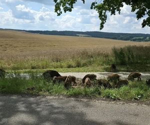 Dziki na trasie pod Olsztynem