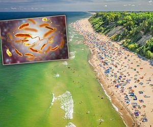 Zabójcza bakteria wykryta w Bałtyku! Są ofiary śmiertelne