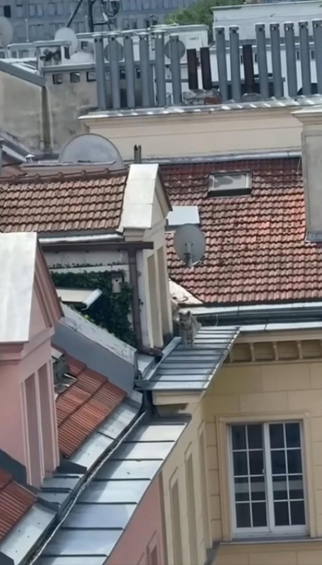 Niezwykła akcja strażaków na Nowym Świecie. Pies hasał po dachu kamienicy