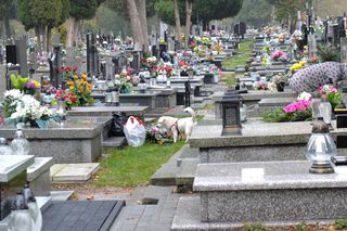 Tak robiła nasza mama.  Pani Dorota ma sposób na cmentarnych złodziei