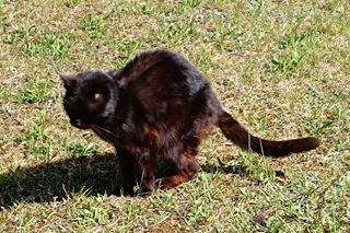 Jak pomóc bezdomnemu zwierzęciu w Bydgoszczy? Ludzie mówią: Znieczulica. Strażnik miejski: Jesteśmy przewrażliwieni 