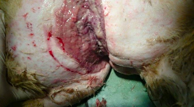 [DRASTYCZNE ZDJĘCIA] PORZUCONY PIES.