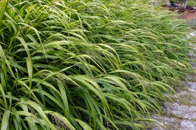 Hakonechloa macra