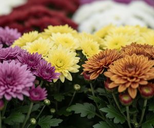 Włóż do to wazonu z chryzantemami. Dzięki temu kwiaty postoją nawet do 1 grudnia. Pielęgnacja ciętych chryzantem