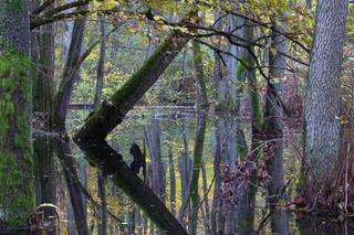 Protest w sprawie budowy drogi S10 z Bydgoszczy do Torunia. Przyrodnicy: wystarczy przesunąć ją o 300 m, by uniknąć katastrofy 