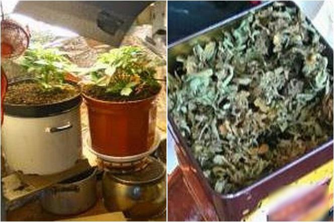 Obywatel Izraela uprawiał marihuanę w mieszkaniu przy Mokotowskiej