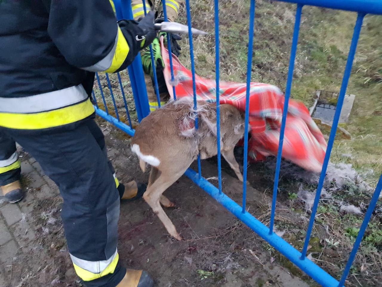 Sarna zaklinowała się w barierce oddzielającej chodnik od jezdni [ZDJĘCIA]