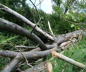  Tragiczne skutki wichury. Drzewo runęło na matkę z dzieckiem w wózku!