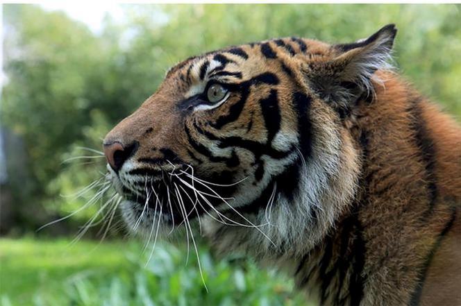 Tygrys rozszarpał swojego opiekuna. Wstrząsające okoliczności koszmaru w zoo 