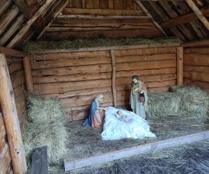 Żywa szopka przy klasztorze bernardynów w Tarnowie. Osiołek i alpaki ściągają tłumy