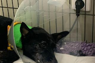 Wrocław. Wlał psu do pyska żrący środek. Pilnie szuka go policja