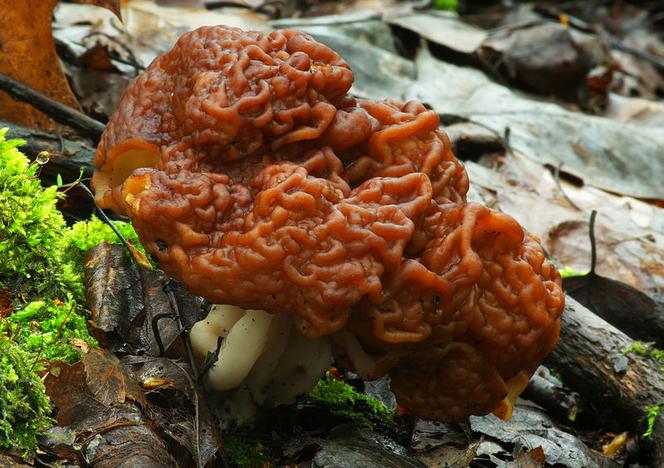 Piestrznica kasztanowata