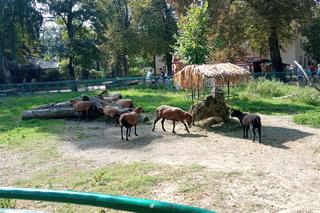 Stare ZOO w Poznaniu. Idealne miejsce na rodzinne spacery w sercu miasta 