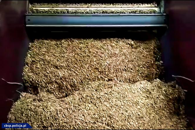 Nielegalna fabryka papierosów na Dolnym Śląsku