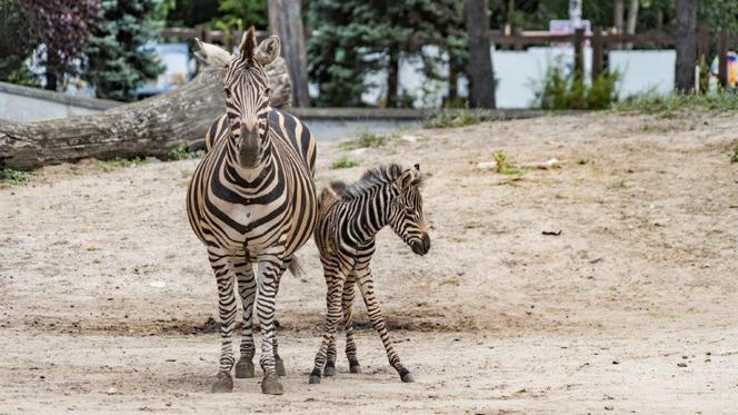 Zoo Wrocław: Zebry Chapmana dołączają do wybiegu! Zobacz Bezę i Borówkę