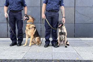 Gala zakończenia wojewódzkich zawodów kynologicznych