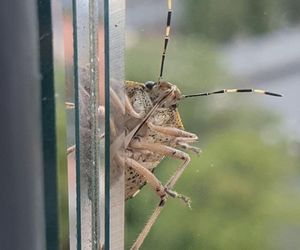 Cuchnące owady ponownie w Polsce! Lepiej uważać