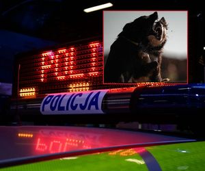 Agresywne psy zagryzły niewinnego człowieka?