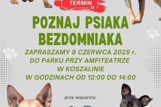 Poznaj psiaka bezdomniaka w Koszalinie