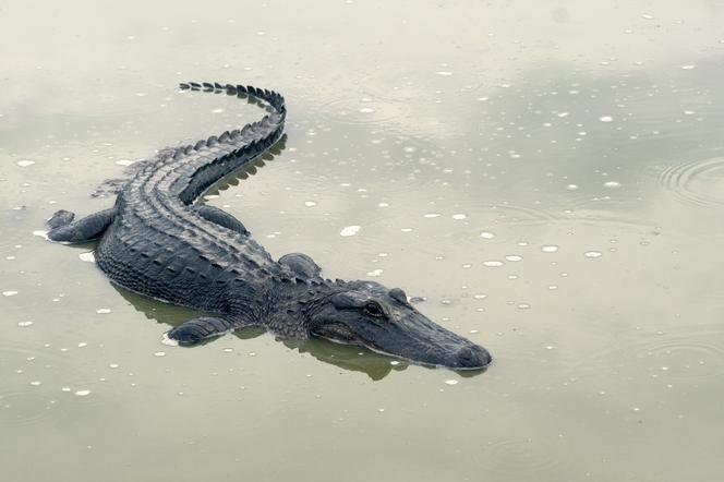 Aligatory wpływają do miast! Szokujące skutki huraganu