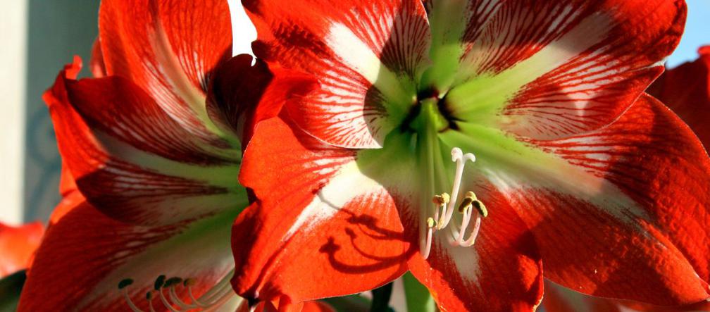 Hippeastrum