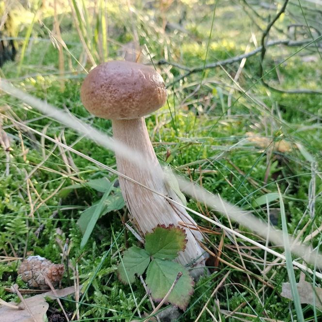 Grzyby w świętokrzyskim