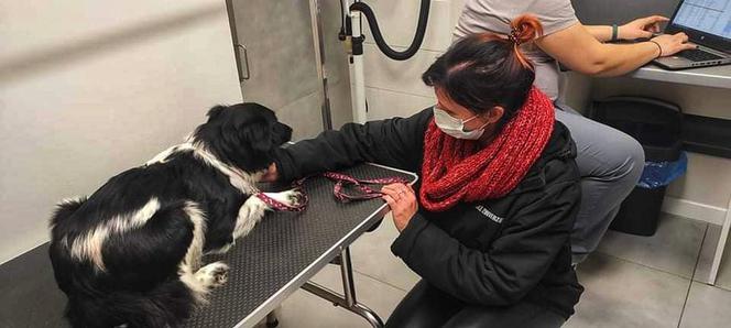 Suczka padła ofiarą zoofila?! Zwierzę ma nowy dom, ale ciągle się boi