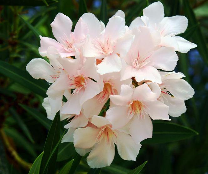 Oleander