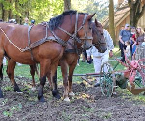 W skansenie w Lublinie pokazali, jak dawniej wyglądały wykopki kartoflane