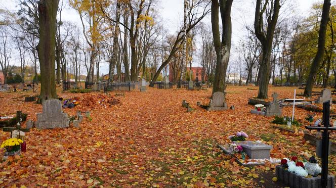 To prawdopodobnie najstarsza aleja drzew w Olsztynie. Znajduje się na cmentarzu [ZDJĘCIA]