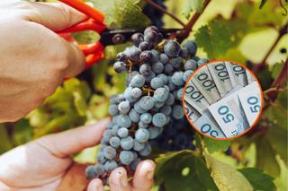 Ile można zarobić na winobraniu za granicą? Kwoty szokują