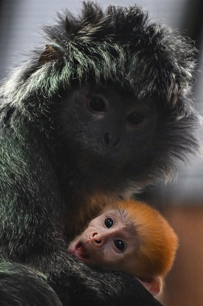 Lutung jawajski w ZOO w Gdańsku