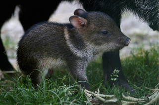 W gdańskim zoo rozrasta się rodzina pekari. Z tym oto maluchem rodzina liczy już 17 osobników. - To ulubieniec dzieci - mówią pracownicy zoo.