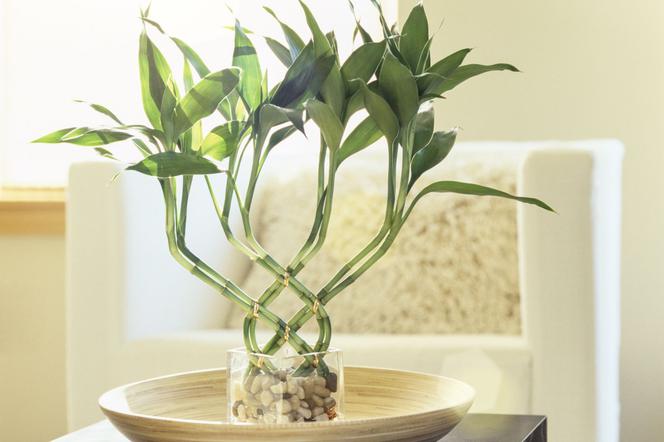 Dracena Lucky Bamboo