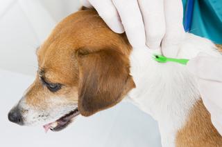 Kleszcz u psa - usuwanie, objawy chorób odkleszczowych